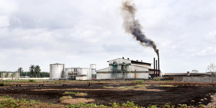 Les populations décidées de reprendre 200 hectares de terres à la Socapalm