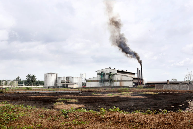 Les populations décidées de reprendre 200 hectares de terres à la Socapalm