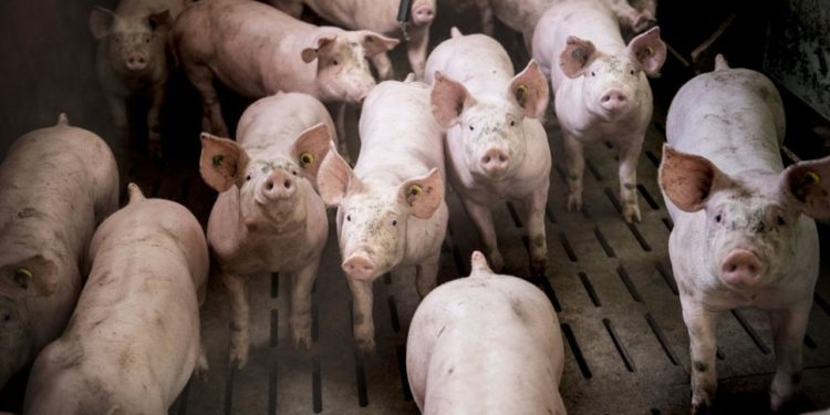 Des «voleurs» de porcs s’entreaccusent au cours de leur procès