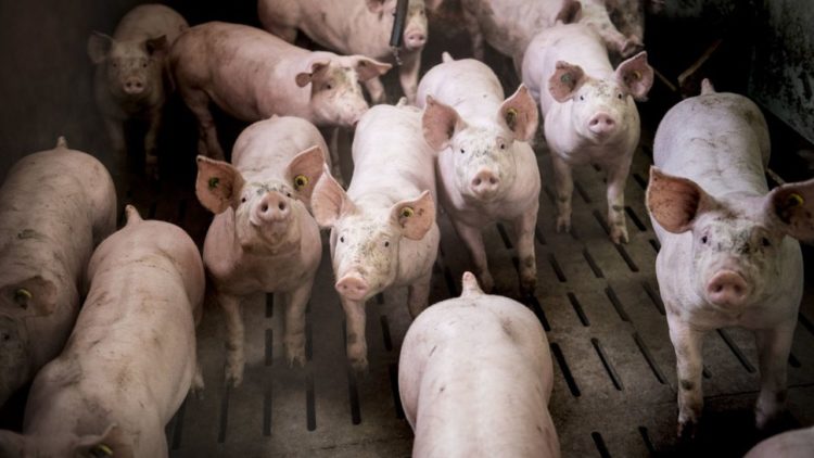 Des «voleurs» de porcs s’entreaccusent au cours de leur procès