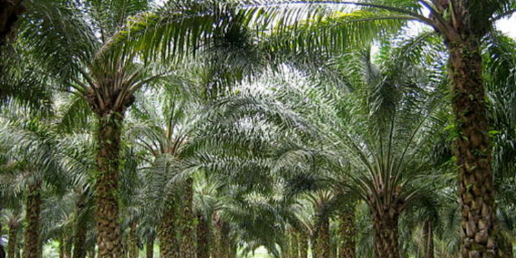 Pas d’expropriation pour les 200 ha de Socapalm à Bomono