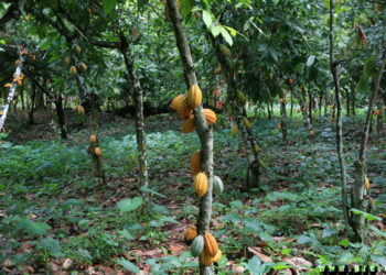 Comment un réseau a détourné les 665 millions du Fodecc