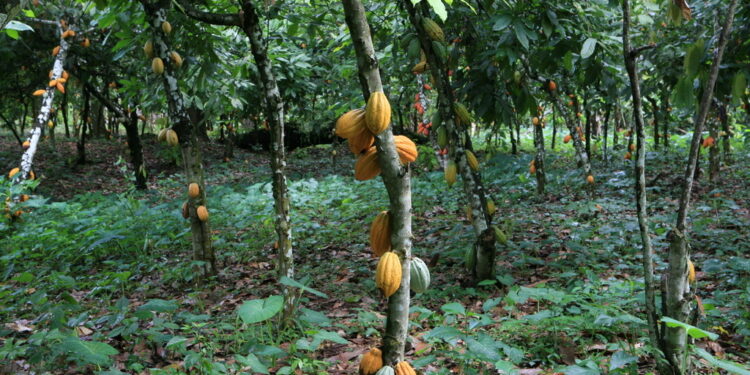 Comment un réseau a détourné les 665 millions du Fodecc