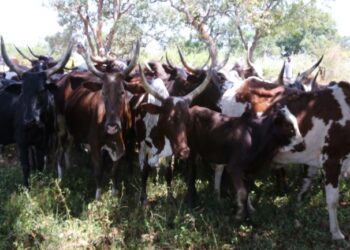 Discorde entre partenaires pour un troupeau de 71 bœufs